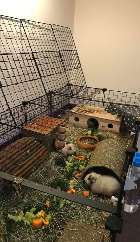 Ginipigs Cage, Guinea Pig C&c Cage Ideas, C And C Guinea Pig Cage, Guine Pig Cage, C C Cage Guinea Pigs Ideas, Guinea Pig Enclosure Ideas, C&c Guinea Pig Cage Ideas, Guinea Pig Set Up, Guinea Pig Cage Ideas Indoor