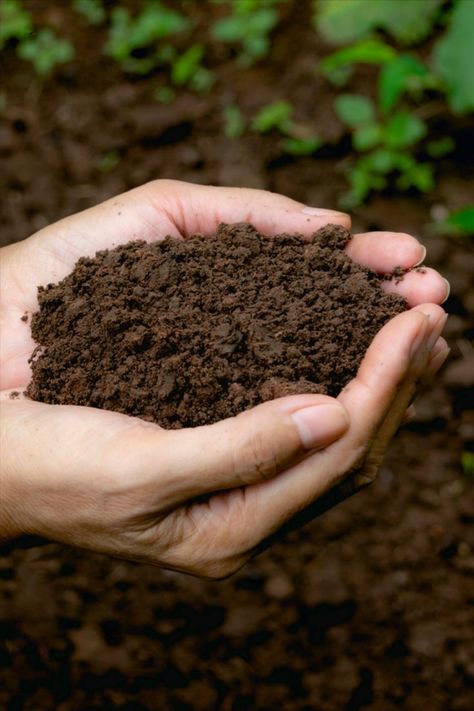 Your plants will be healthier, more robust and easier to care for if you build healthy soil. Sustainable Landscaping, Compost Tea, Plant Strong, Clay Soil, Soil Health, Container Flowers, Plant Roots, Types Of Soil, Potting Soil