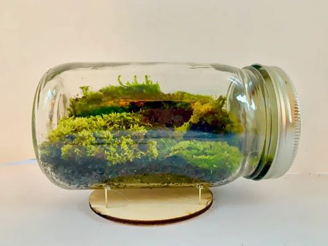 Moss Terrarium Ideas, Jar Plants, Tiny Things To Draw, Plant Room Aesthetic, Best Terrarium Plants, Mason Jar Plants, Closed Terrarium Plants, Mason Jar Terrarium, Earth Crafts