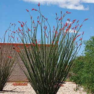 Arizona Landscape Ideas, Ocotillo Cactus, Ocotillo Plant, Desert Look, Arizona Plants, Cactus Garden Landscaping, Decorate Garden, How To Grow Cactus, Low Maintenance Landscaping Front Yard