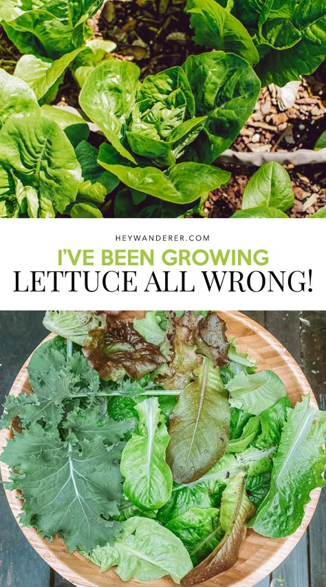 Lettuce Growing, How To Grow Lettuce, Planting Lettuce, Raised Beds Garden, Grow Lettuce, Garden Vertical, Growing Lettuce, Fall Planting, Vegetable Garden Diy