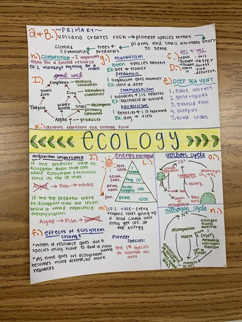 One Pager Ideas Aesthetic Science, Ecology Notes Aesthetic, Leaving Cert Notes, Environmental Studies Notes, Biology One Pager, Ecology Notes College, Ecology Study Notes, One Pager Ideas Aesthetic, One Pager Science