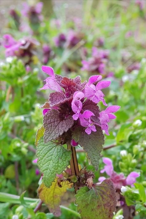 Have you been wanting to learn more about foraging wild plants as locally as your backyard? Check us out! This post is all about the Purple Deadnettle. This plant can be used medicinally and as a culinary ingredient - whoa! Purple Deadnettle, Medicine Plants, Garden Fun, Wild Plants, Planting Herbs, Garden Layout, Out Back, Muscle Pain, Medicinal Plants