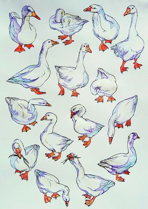 Goose Drawing, Duck Illustration, Duck Drawing, Ducks And Geese, Duck Art, Art Pen, Have Inspiration, Animal Sketches, Bird Drawings