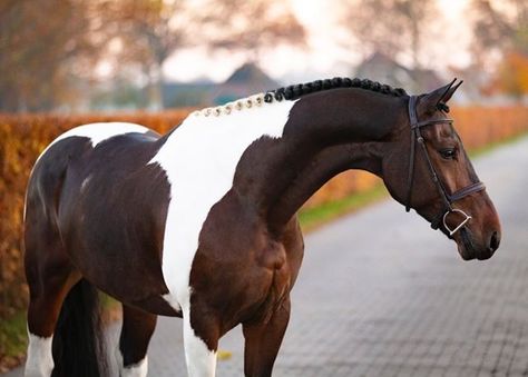 Cheval Pie, Brown And White Horse, Mary Wollstonecraft, Warmblood Horses, Horseback Riding Outfits, Pinto Horse, Candy Paint, Horse Coats, Horse Inspiration