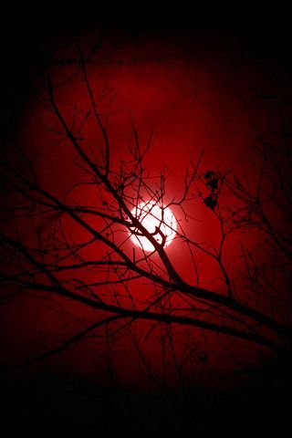 Red Goth Aesthetic, Red Black Aesthetic, Spooky Moon, Dark Red Aesthetic, Vampire Core, Gothic Drawings, Red Goth, Vampire Aesthetic, I See Red