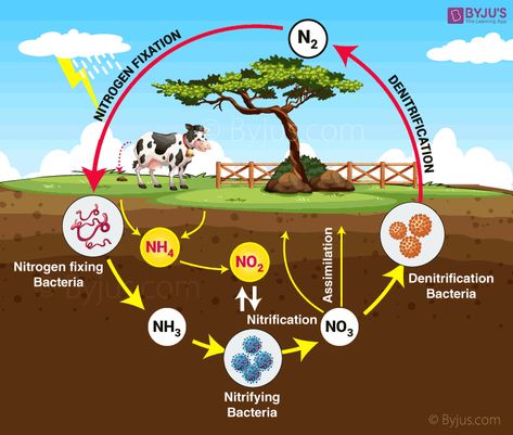 Nitrogen Cycle Diagram Sulphur Cycle, Biogeochemical Cycles, Hydrological Cycle, Human Life Cycle, Nutrient Cycle, Chicken Life Cycle, Nitrogen Fixation, Nitrogen Cycle, Cycling Jersey Design