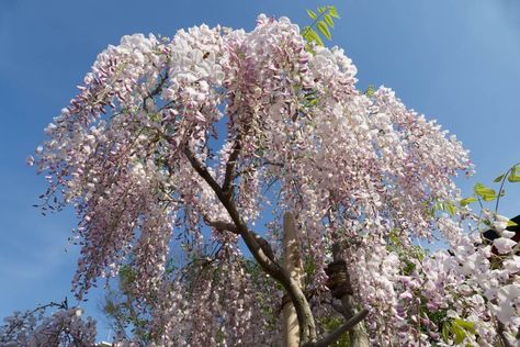 Japanese Lilac Tree, Japanese Lilac, Backyard Redesign, Hickory Tree, Elm Tree, Lilac Tree, Japanese Tree, Zone 7, Future Farms