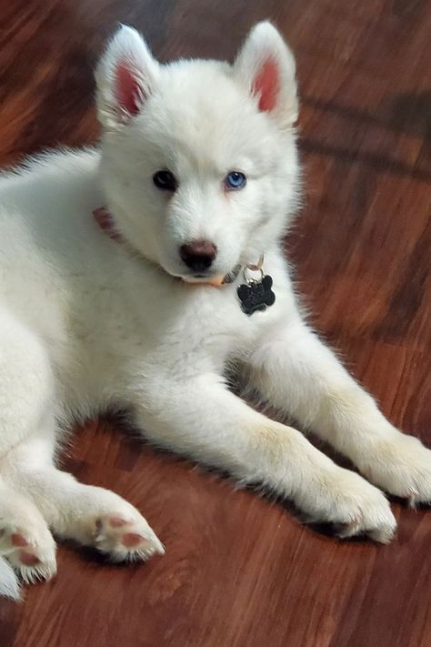 Best pet photography White Siberian Husky Puppy, Brown Wooden Floor, Dog Easter Basket, White Siberian Husky, Turkish Angora Cat, White Husky, Angora Cats, Animation Anime, Dog Aesthetic