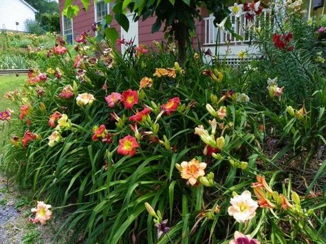 Corner of my driveway at the street end looking up. Roses in terraced block planters with daylilies planted both to the right of the roses and also along ... Daylilies Landscaping, Paddock Fencing, Corner Decorating, Landscaping Along Fence, Landscaping Around House, Daylily Garden, Lily Garden, Day Lilies, Companion Plants