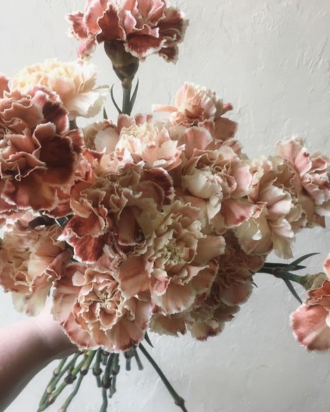 B O T A N Y {floral studio}’s Instagram photo: “Lovely shade for these carnations. We dye our carnations in house.” Antique Pink Carnation, Hanging Carnations Wedding, Carnation Bouquet Aesthetic, Carnation Varieties, Carnation Wedding Centerpieces, Micro Ceremony, Carnation Wedding Bouquet, Carnation Bridal Bouquet, Carnation Wedding Flowers