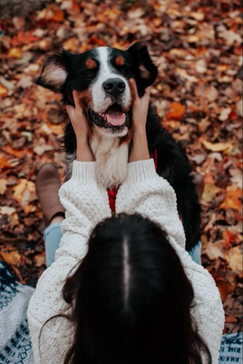 Mom And Dog Photoshoot Fall Ideas, Fall Dog And Owner Photoshoot, Bernese Mountain Dog Fall, Fall Pictures With Dog Photo Ideas, Mom And Dog Photoshoot Fall, Fall Pet Photoshoot, Fall Senior Pictures With Dog, Photo Shoot Ideas With Dogs, Fall Dog Photoshoot With Owner