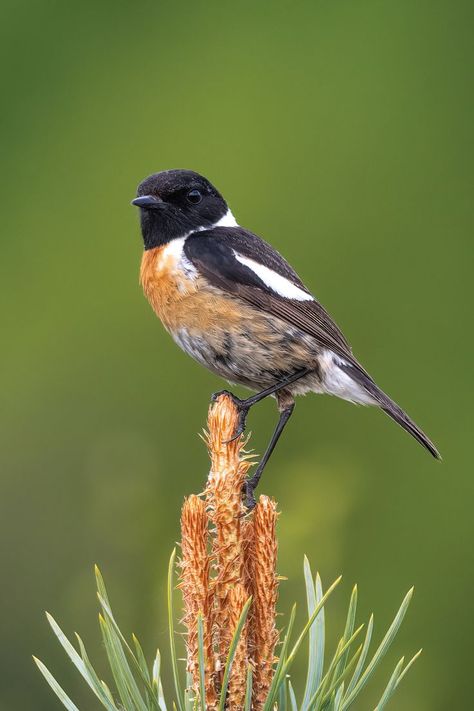 Encounter the Stonechat, a small, perky bird with a unique call. Delve into its habitat, diet, and breeding habits in our informative article. Regeneration Art, Wild Birds Photography, Stonechat, Bird Facts, Flycatchers, Drawing Challenges, Big Personality, Birds Photography, Fence Posts