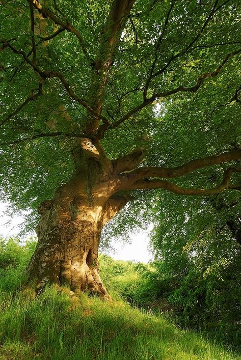 Image Nature, Evening Light, Old Trees, Old Tree, Tree Hugger, Forest Park, Tree Forest, Beautiful Tree, Tree Art