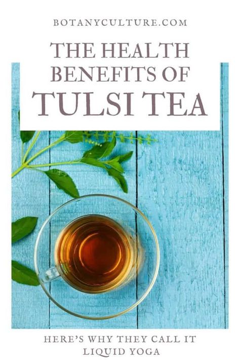 Tulsi Tea Benefits, Holy Basil Benefits, Herbs Properties, Teas For Health, Honey And Coconut Oil, Nettle Recipes, Holy Basil Tea, Ocimum Tenuiflorum, Basil Tea