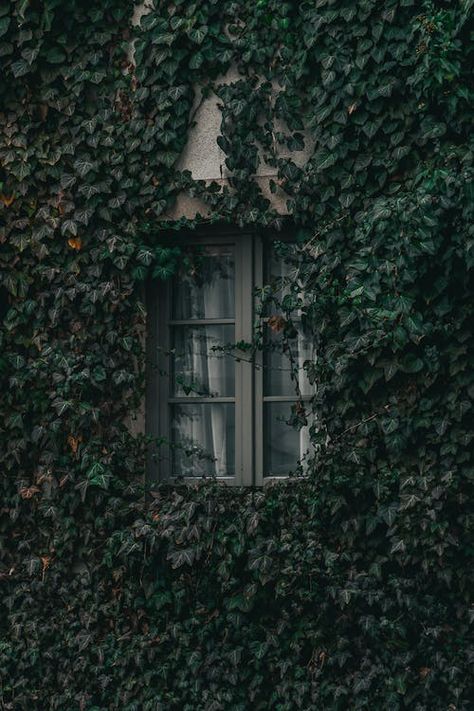 Ivy On House, Aesthetic Hanging Plants, Green Ivy, House Wall, Hanging Plants, Ivy, Plants, Wall, Green