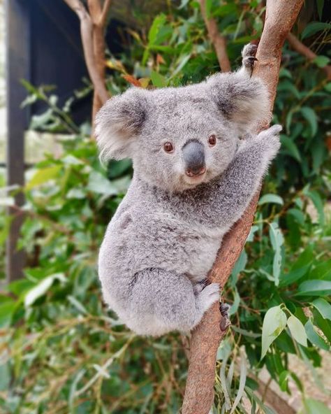 Image may contain: tree, plant, outdoor and nature Baby Koala Aesthetic, Koala Bear Aesthetic, Koala Aesthetic, Aesthetic Wildlife, Koala Marsupial, Koala Tattoo, Koala Drawing, Cute Animal Tattoos, Cute Koala Bear