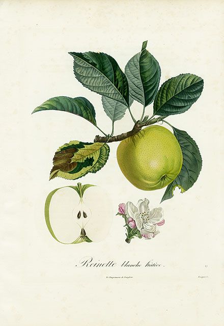 Pomme Reinette Blanche Hative - botanical illustration of apple - $225 - Poiteau Fruit Prints Pomologie Francaise 1846 Apple Illustration, Fruit Prints, Feminism Art, Line Art Flowers, Botanical Vintage, Vintage Flowers Wallpaper, Botanical Tattoo, Botanical Illustration Vintage, Fruit Photography