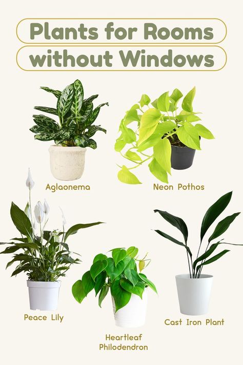 Low Light House Plants, Indoor Plants Low Light, Household Plants, Plant Care Houseplant, Inside Plants, Growing Plants Indoors, Indoor Plant Care, Best Indoor Plants, Low Light Plants