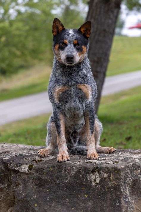 Austrailian Cattle Dog, Heeler Dogs, Blue Heeler Dogs, Livestock Guardian, Treasure Hunters, Australian Cattle Dogs, Cattle Dogs, Herding Dogs, Border Collie Dog