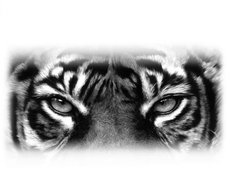 Tiger Eye Tattoo Design, Half Tiger Tattoo, Tiger Eyes Tattoo Design, Eye Of The Tiger Tattoo, Tiger Eye Tattoo, Tigres Tattoo, Cat Eye Tattoos, Tiger Eyes Tattoo, Tiger Face Tattoo