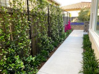 Vines On Fence Privacy Screens, Jasmine Privacy Wall, Star Jasmine Trellis Privacy Screens, Jasmine Fence Ideas, Jasmine Lattice Wall, Jasmine Hedge Fence, Star Jasmine Privacy Screen, Trellis Landscaping Ideas, Jasmine Privacy Screen