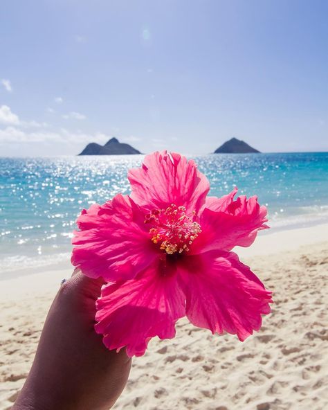 101 THINGS TO DO IN HAWAII – ULTIMATE HAWAII BUCKET LIST – WANDERLUSTYLE Hawaii Bucket List, Things To Do In Hawaii, Beach Flowers, Summer Bucket, Summer Wallpaper, Summer Dream, Summer Photos, Pink Summer, Summer Pictures