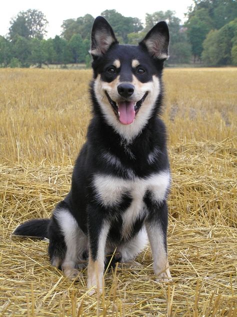 Lapinporokoira | Hankikoira.fi Herding Dogs Breeds, Spitz Breeds, Reindeer Dog, Australian Kelpie, Dog List, Herding Dogs, Purebred Dogs, Wolf Dog, Art Plastique