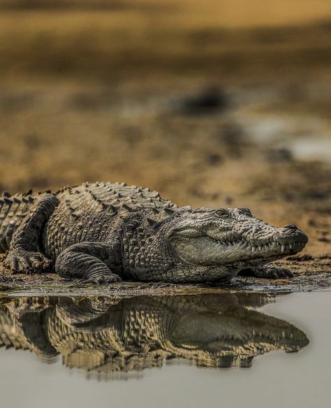 Mugger Crocodile, Crocodile Facts, Crocodile Species, Chitwan National Park, American Crocodile, Nile Crocodile, Tattoo Nature, Animals Tattoo, Bbc Earth