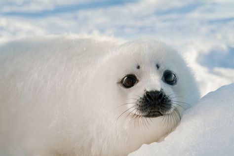 Harp seal pup in the winter snow – The name “harp seal” comes from the large harp-shaped ring on the seal's back. Silly Seal, Harp Seal Pup, Baby Harp Seal, Harp Seal, Cute Seals, Seal Pup, Baby Seal, A Seal, Silly Animals