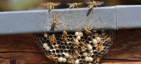 Hot Topics: Wasp and Bee Infestation | DoItYourself.com - http://www.doityourself.com/stry/hot-topics-wasp-and-bee-infestation Fake Wasp Nest, Wasp Nest Removal, Wasp Spray, Wasp Removal, Wasp Repellent, Get Rid Of Wasps, Moving Advice, Tack Room Ideas, Room Ideas Organization