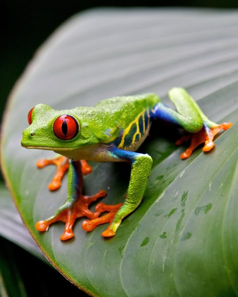 Red Eyed Frog, Pet Frogs, Red Eyed Tree Frog, Frog Wallpaper, Frog Tattoos, Frog Pictures, Frog Art, Animal Reference, Tree Frog