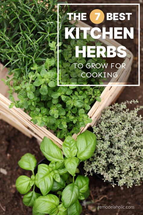 When you're ready to grow your own culinary herbs, start with these 7 best herbs to grow for cooking at home. These kitchen herbs grow well in an indoor herb garden or outdoor vegetable garden and fresh herbs will give your home cooking extra vibrant flavor. Outdoor Vegetable Garden, Parsley Plant, Best Herbs To Grow, Herb Garden Planter, Herbs To Grow, Cooking Herbs, Herb Garden In Kitchen, Types Of Herbs, Garden Labels