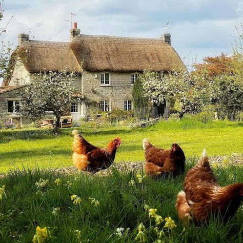 Cottage Aesthetic, Future Farms, English Village, Dream Cottage, Cottage Core Aesthetic, Thatched Roof, Cottagecore Aesthetic, Village Life, Jolie Photo