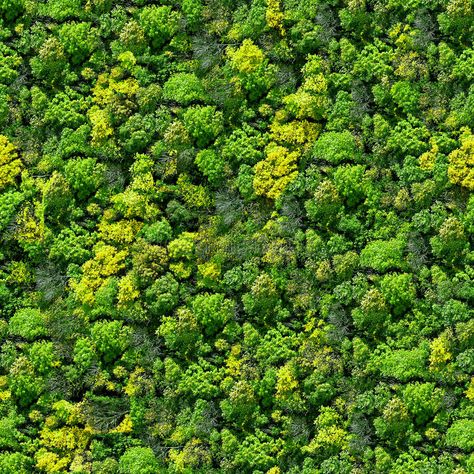 Forest seamless pattern - view from above. Seamless background for continuous re , #AD, #view, #Seamless, #pattern, #Forest, #seamless #ad Plan Photoshop, 3d Bird, Tree Photoshop, Plant Texture, Tree Plan, Tree Textures, Photoshop Resources, Tree Landscape, Forest View