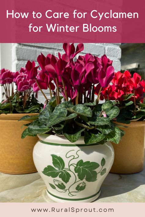 How to care for cyclamen indoors. And the one type of cyclamen you can grow outdoors. Cyclamen Flower Aesthetic, Cyclamen Care, Zone 8 Gardening, Garden Flower Ideas, Caring For Plants, Flower Tips, Planting Plants, Peaceful Garden, Christmas Crafts Ideas