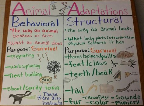 Animal Adaptations Anchor Chart                                                                                                                                                                                 More Plant Adaptations Anchor Chart, Animal Adaptations Anchor Chart, Adaptations Anchor Chart, Animal Adaptation, Plant Adaptations, Fourth Grade Science, Science Anchor Charts, Second Grade Science, 3rd Grade Science