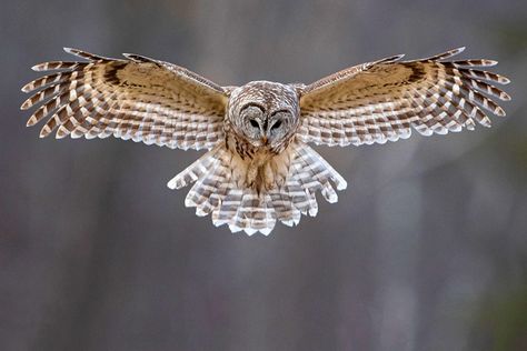 Barred Owl Photography, Barred Owls, Fly Drawing, Eastern Screech Owl, Owl Species, Spotted Owl, Saw Whet Owl, Owl Photography, Long Eared Owl