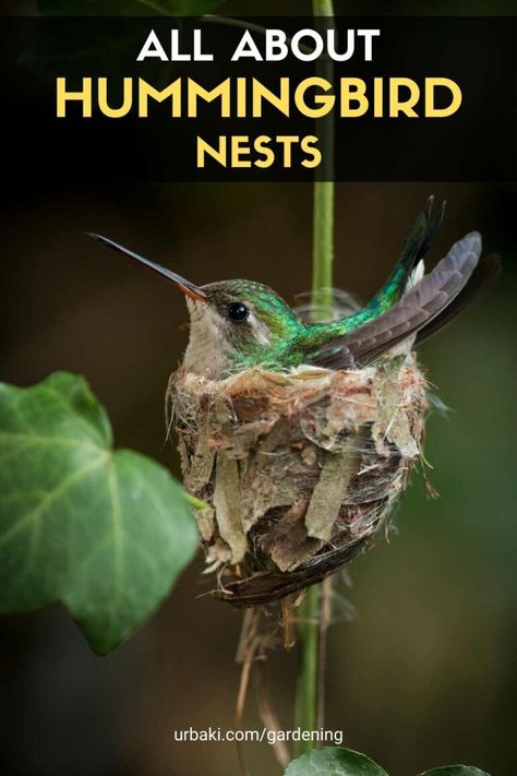 Hummingbird nests are incredible architectural creations that protect and nurture some of the most delicate birds in the world. It may take only five to eight weeks from the time nest construction begins until the mature birds leave the house, but observing hummingbird nests can be a rewarding and delightful experience for bird watchers. Hummingbird In Nest, Humming Bird Nests, How To Make A Hummingbird House, Hummingbird Information, Hummingbird Nesting House, Humming Bird Houses Diy, Diy Hummingbird House, Hummingbird Pictures Art, Hummingbird House Diy