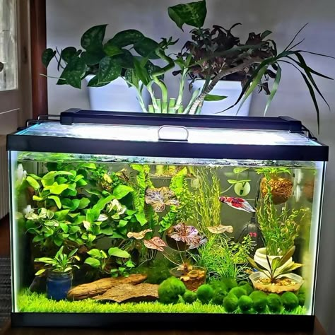 Natural Betta Tank, Terrarium Tank Ideas, 10 Gallon Planted Tank, 10 Gallon Fish Tank Ideas Natural, Fish Tank Inspiration, Betta Fish Tank Ideas 10 Gallon, Beta Tank Setup, Beta Sorority Fish Tank, 10 Gallon Betta Tank