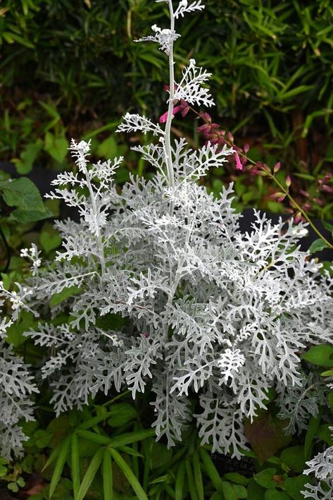 Dusty miller ( Senecio cineraria ) flowers. Asteraceae perennial plants. The white cilia on the leaves and stems shine silvery white. Flowering seas Plants Photo, Dusty Miller, Grey Background, Perennial Plants, Flower Images, Rustic Style, Perennials, The White, Photo Image