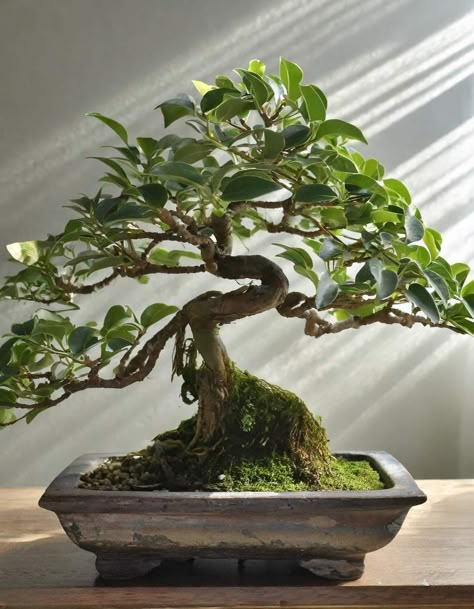 Bonsai Tree Ficus, Ficus Benjamina Bonsai, Bonsai Aesthetic, Ficus Bonsai Tree, Ficus Ginseng, Ficus Bonsai, Bonsai Ficus, Baby Tree, Weeping Fig