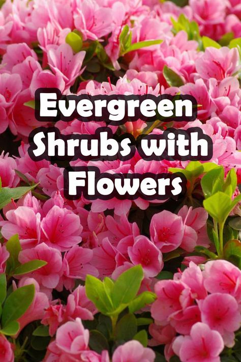 Discover the enchanting beauty of 15 flowering evergreen shrubs that will add year-round color to your garden. Our comprehensive article reveals the most stunning, low-maintenance shrubs that bloom in a wide range of colors and sizes. Create an outdoor oasis with these plants that also provide privacy, shade, and fragrance. From camellias to azaleas, you'll find the perfect shrub for your landscape. Don't miss the opportunity to transform your garden into a stunning paradise! Low Maintenance Shrubs Landscaping Ideas, Low Flowering Shrubs, Colorful Shrubs For Landscaping, English Garden Shrubs, Evergreen Plants For Landscaping, Low Shrubs For Landscaping, Flowering Shrubs In Front Of House, Oleander Landscaping, Low Maintenance Shrubs Front Yards