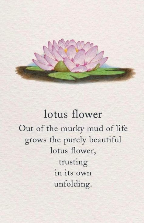 Lotus Quotes Inspiration, Lotus Flower Aesthetic, Lotus Quotes, Lotus Quote, Lotus Flower Quote, Flower Quotes, Lotus Flower, Lotus, Spirituality