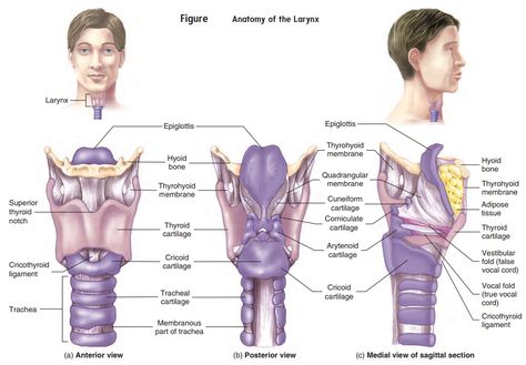 Larynx Anatomy, Hyaline Cartilage, Speech Therapy Tools, The Respiratory System, Anatomy Models, Respiratory Therapy, Medical School Essentials, Medical Illustrations, About School