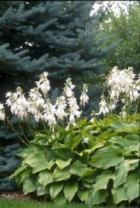 Hosta 'Royal Standard' - Hosta Olive Hedge, Halcyon Hosta, Hosta Halcyon, Hosta Plantaginea, Hosta Flower, House Inspection, Variegated Hosta, Blue Hosta, Lily Valley