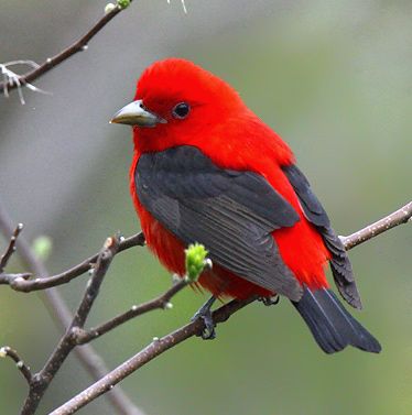 I saw a Scarlet Tanager this morning while birding at the Bass Ponds! This particular photo is from Google Images. Scarlet Tanager, Kinds Of Birds, Birds And Butterflies, Nature Birds, Bird Pictures, All Birds, Exotic Birds, Pretty Birds, Red Birds