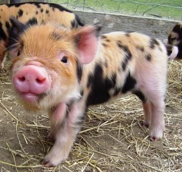 Kunekune Pigs, Kune Kune Pigs, Pet Pig, Teacup Pigs, Pot Belly Pigs, Pig Pictures, Small Pigs, Cute Piglets