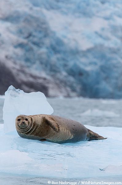 Harbor Seal in Front of Nellie Juan Glacier, Prince William Sound, Alaska Harbor Seal, Sea Mammal, Marine Mammals, National Forest, Blog Photo, Prince William, Whales, Wild Animals, Professional Photographer