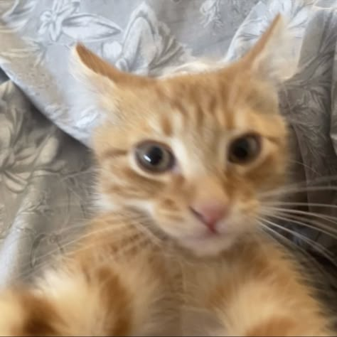 ginger 
kitten
selfie
meme
kitten meme Orange Cat Selfie, Ginger Cat Pfp, Orange Cats Funny, Orange Cat Pfp, Cats Selfie, Animal Selfie, Cat Selfies, Selfie Cat, Cat Pfps